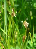 Plantago lanceolata