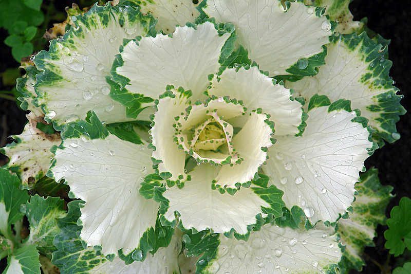 Изображение особи Brassica oleracea var. viridis.