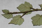 Rubus tricolor. Верхушка побега (видна нижняя поверхность листьев). Германия, г. Кемпен, в культуре. 27.01.2012.