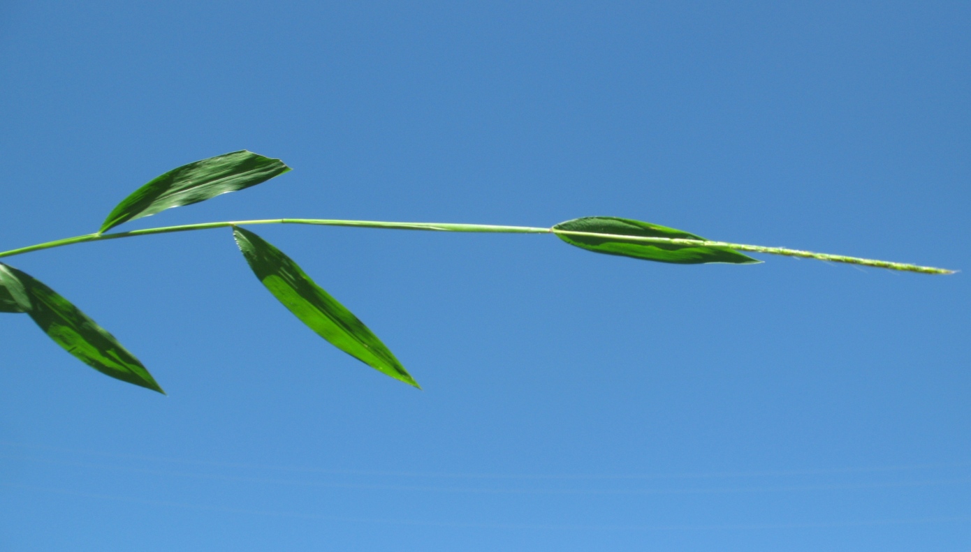 Image of Microstegium vimineum specimen.