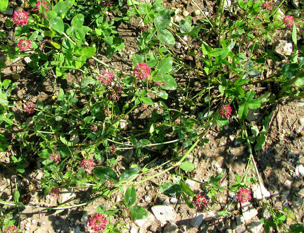 Изображение особи Trifolium hybridum ssp. elegans.