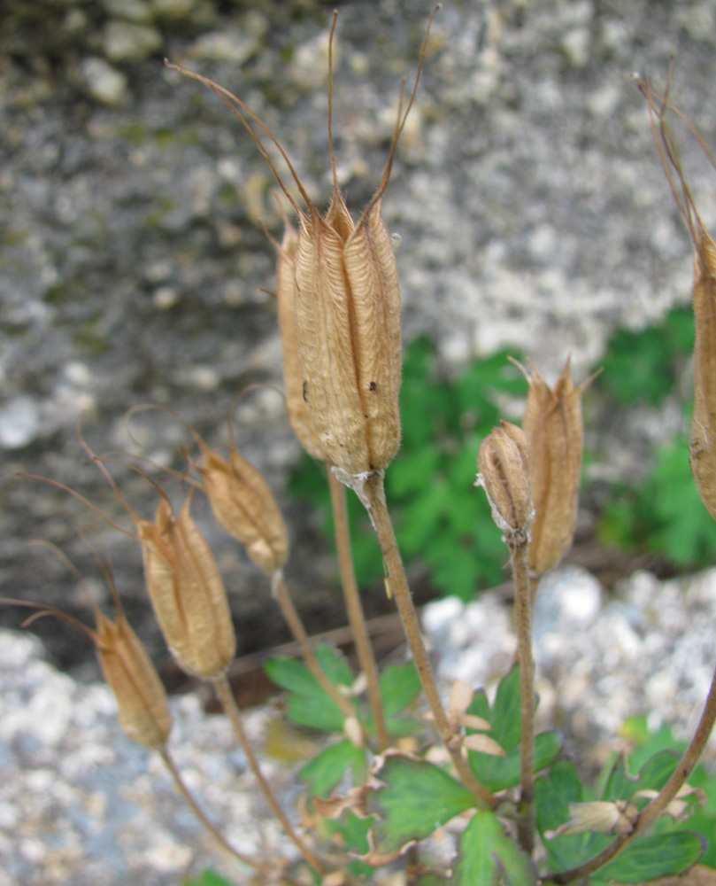 Image of Aquilegia viridiflora specimen.