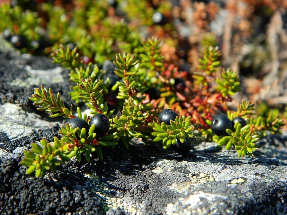 Image of genus Empetrum specimen.