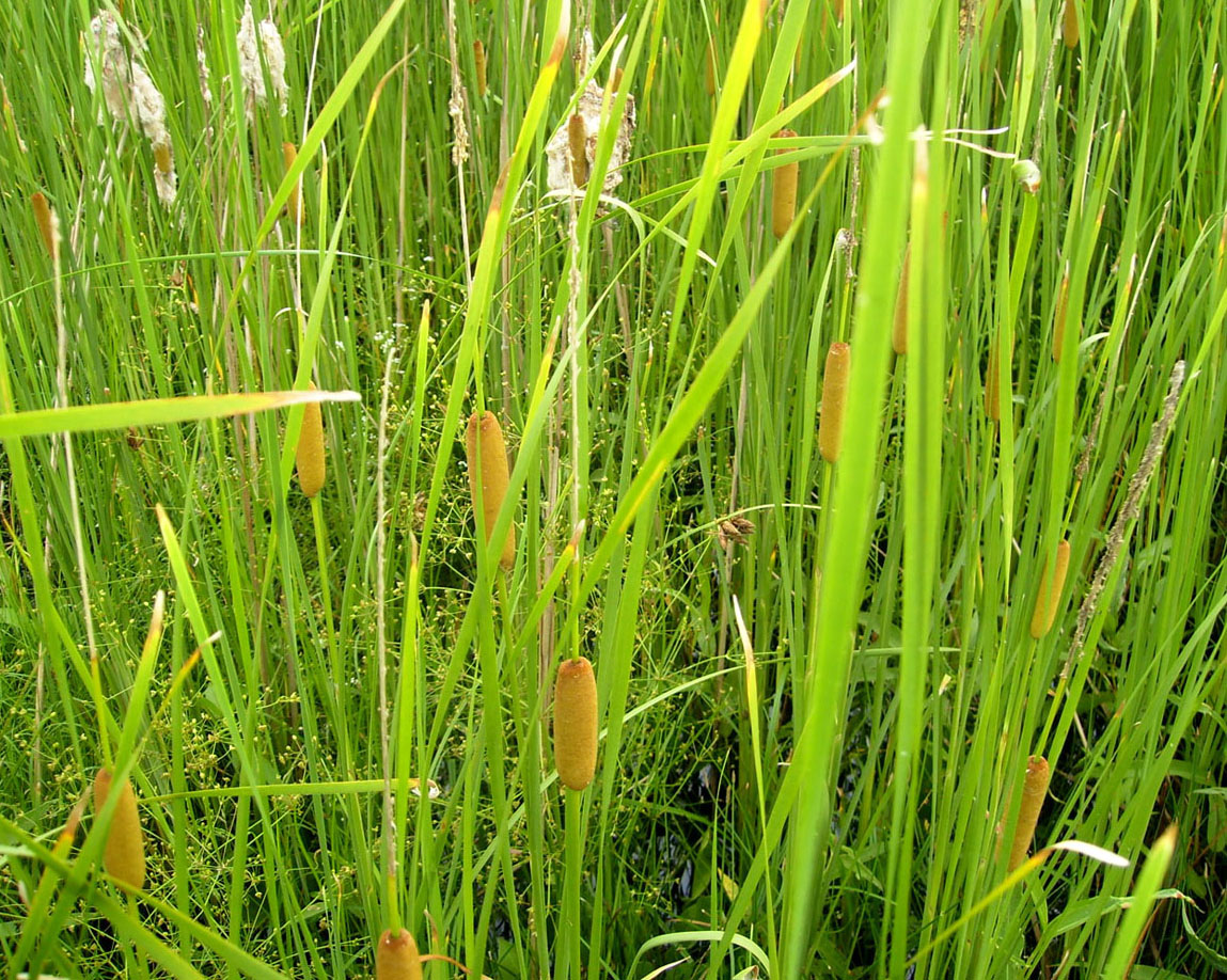 Изображение особи Typha laxmannii.