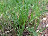 Taraxacum marklundii