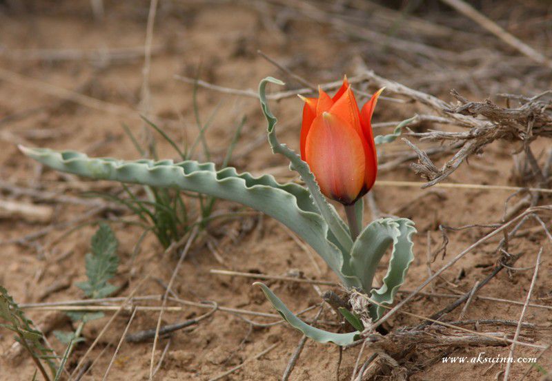 Изображение особи Tulipa borszczowii.