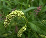 Persicaria lapathifolia