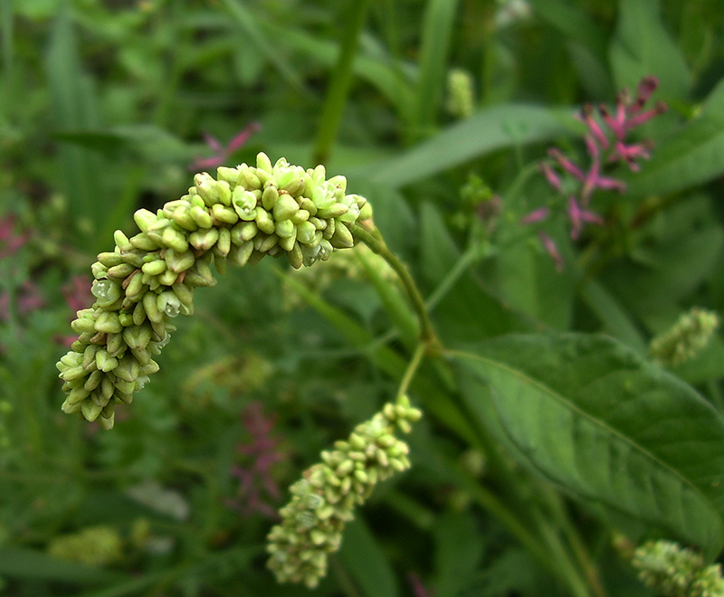 Изображение особи Persicaria lapathifolia.