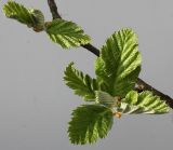 Sorbus intermedia. Средняя часть ветви с молодыми листьями. Германия, г. Кемпен, в парке. 24.04.2012.