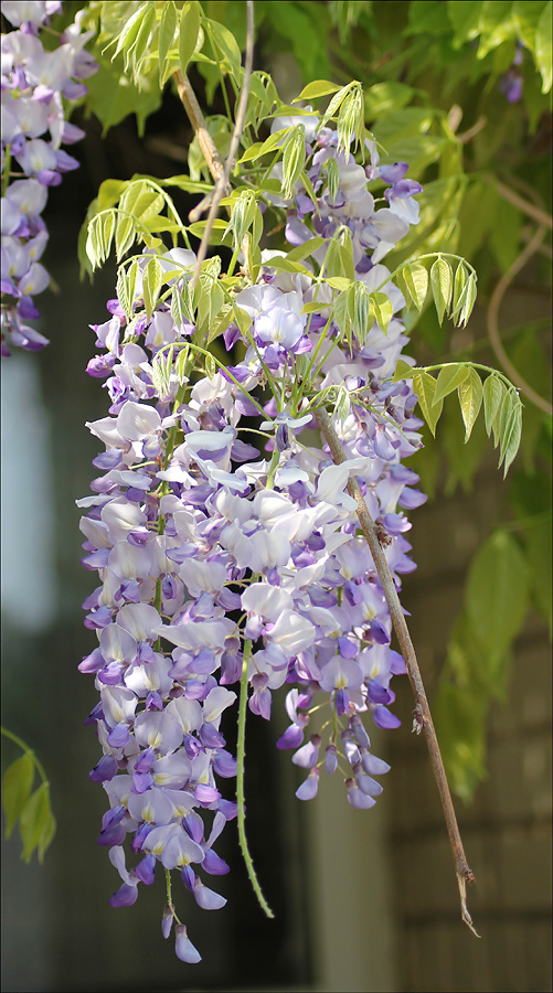 Изображение особи Wisteria sinensis.