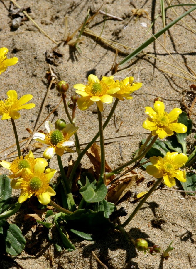 Image of Halerpestes salsuginosa specimen.