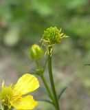 Ranunculus meyerianus