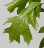 Quercus rubra. Лист (видна обратная сторона). Германия, г. Кемпен, в парке. 13.05.2012.