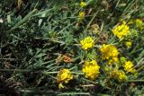 Medicago falcata