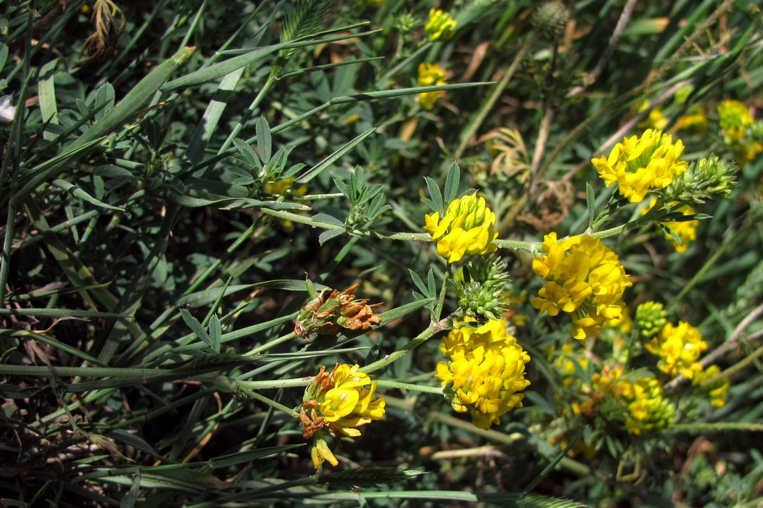 Изображение особи Medicago falcata.