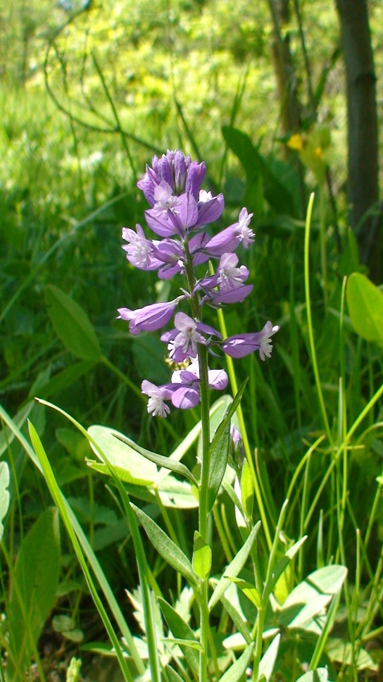 Image of Polygala major specimen.