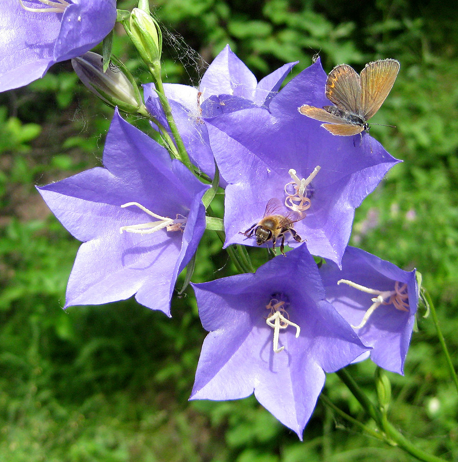 Изображение особи Campanula persicifolia.