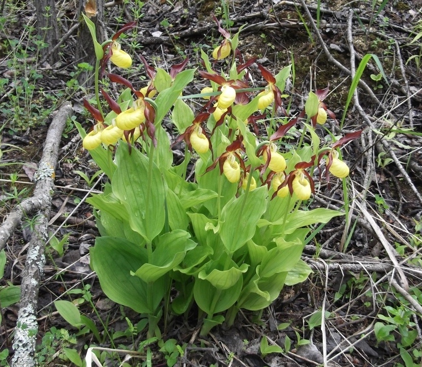 Изображение особи Cypripedium calceolus.