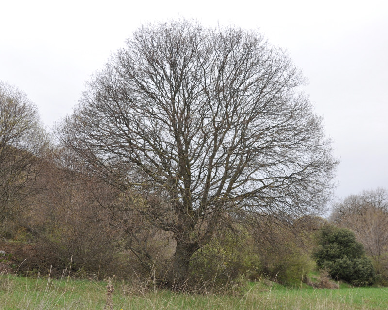 Image of Acer monspessulanum specimen.