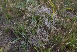 Goniolimon tauricum. Цветущее растение. Крым, Керченский п-ов, Приазовье, Караларская степь. 08.06.2012.