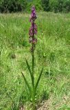 Anacamptis laxiflora подвид elegans. Цветущее растение. Крым, Байдарская долина, окр. с. Тыловое. 12 июня 2012 г.