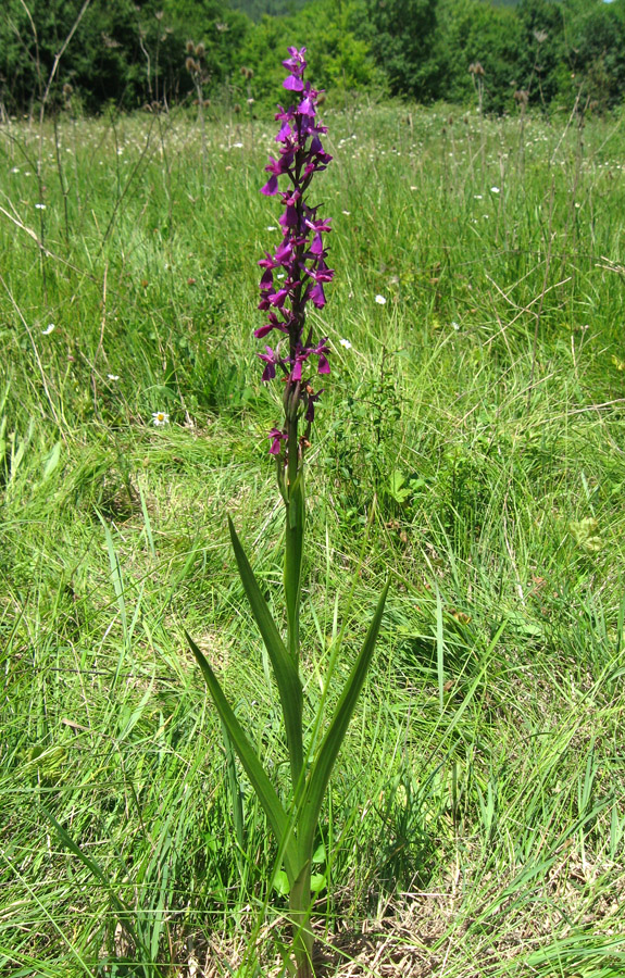Image of Anacamptis laxiflora ssp. elegans specimen.