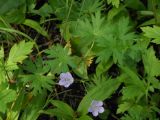 Geranium dahuricum. Часть побега с цветками. Приморский край, г. Находка. 07.07.2012.