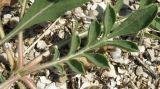 Cephalaria uralensis. Розеточный лист. Краснодарский край, Ейский п-ов, коса Долгая. 11.07.2012.