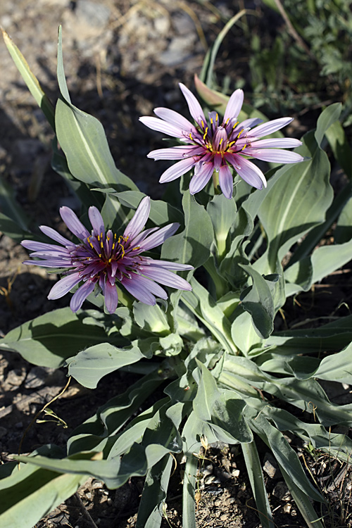 Image of Tragopogon marginifolius specimen.