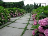 Hydrangea macrophylla. Цветущие растения. Украина, Киев, Национальный ботанический сад. 08.07.2010.