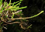 Selaginella sajanensis