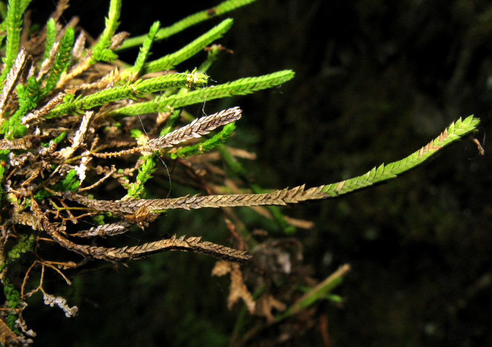 Изображение особи Selaginella sajanensis.