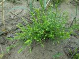Corispermum stauntonii. Растение на песках у моря. Приморский край, г. Находка. 08.09.2012.