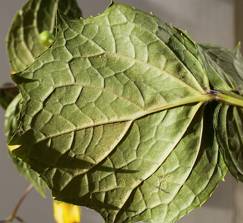 Image of Kirengeshoma koreana specimen.