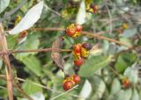 Lonicera etrusca