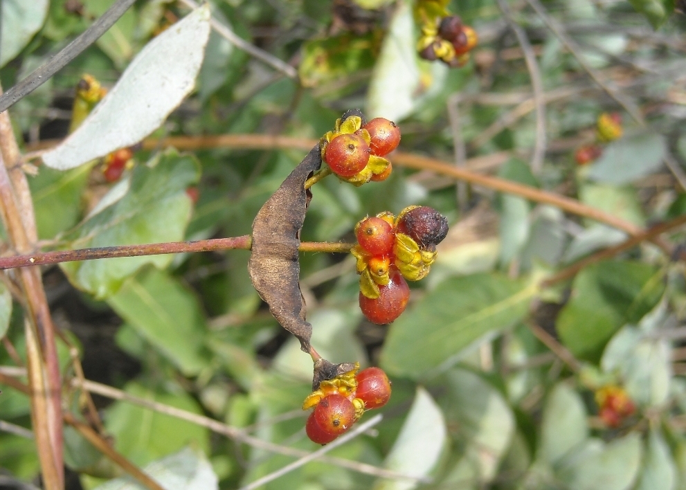 Изображение особи Lonicera etrusca.