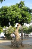 Phytolacca dioica. Старое дерево. Испания, Каталония, г. Барселона, сквер возле набережной. 23.06.2012.