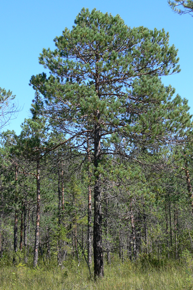 Image of Pinus sylvestris specimen.