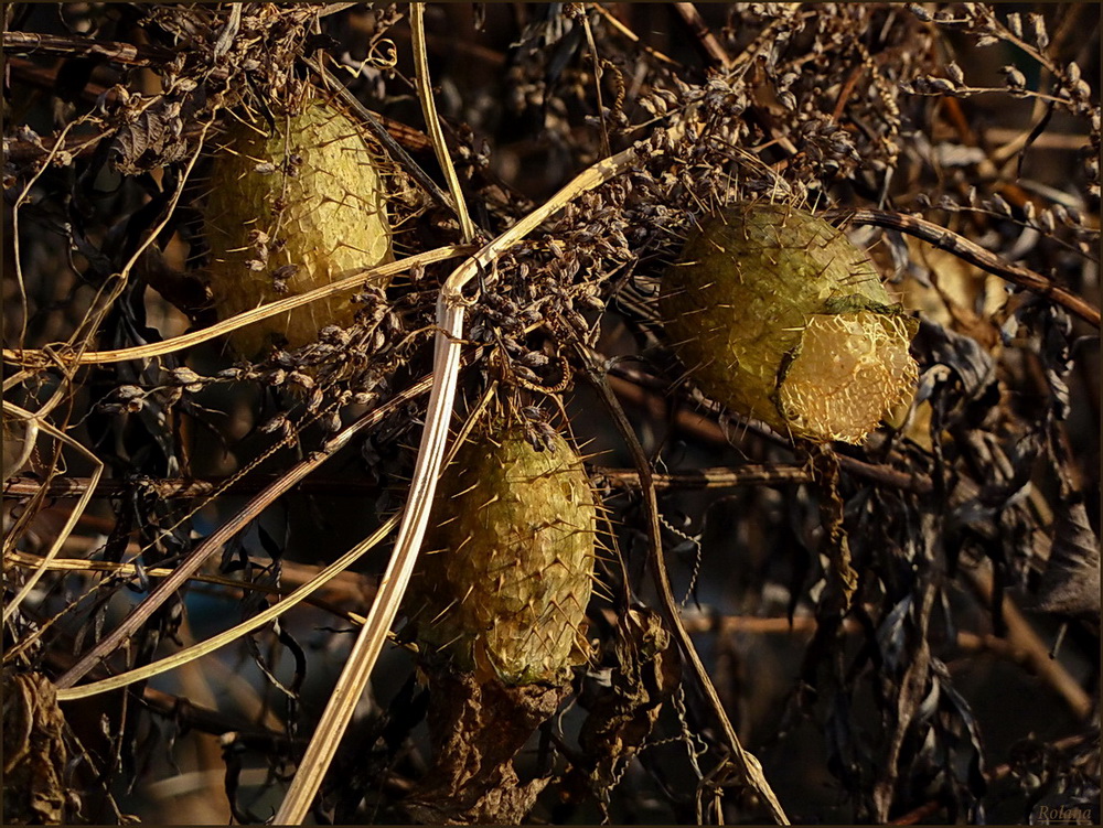 Изображение особи Echinocystis lobata.