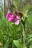 Melandrium dioicum