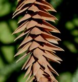 Araucaria araucana