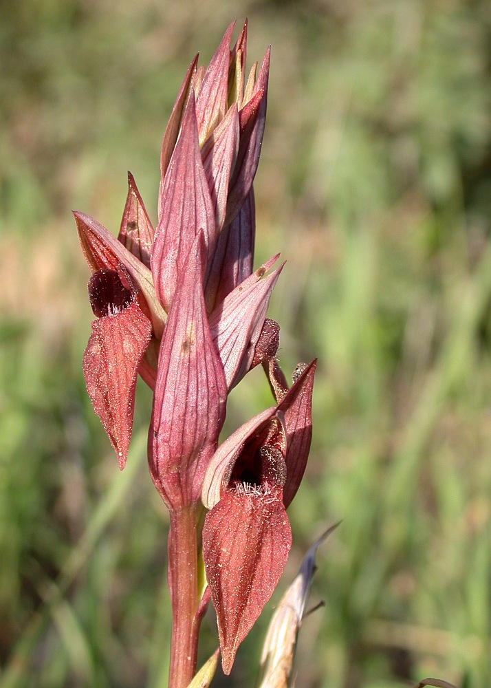 Изображение особи Serapias orientalis ssp. levantina.