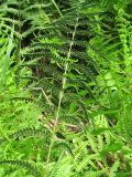 Thelypteris palustris