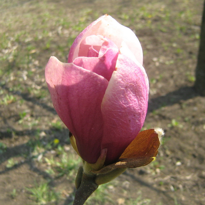 Image of Magnolia × soulangeana specimen.