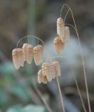 Image of taxon representative. Author is Марина Скотникова