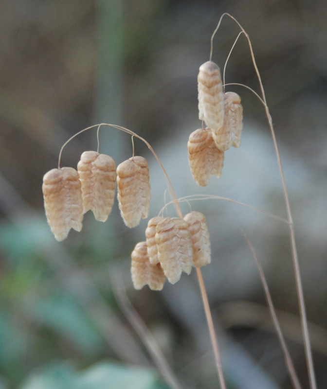 Image of Briza maxima specimen.