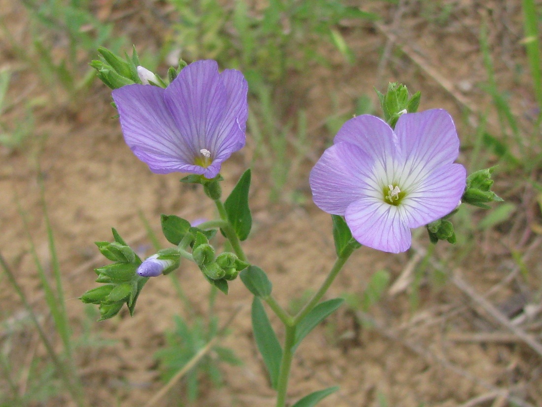 Изображение особи Linum hirsutum.