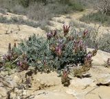 Astragalus amalecitanus