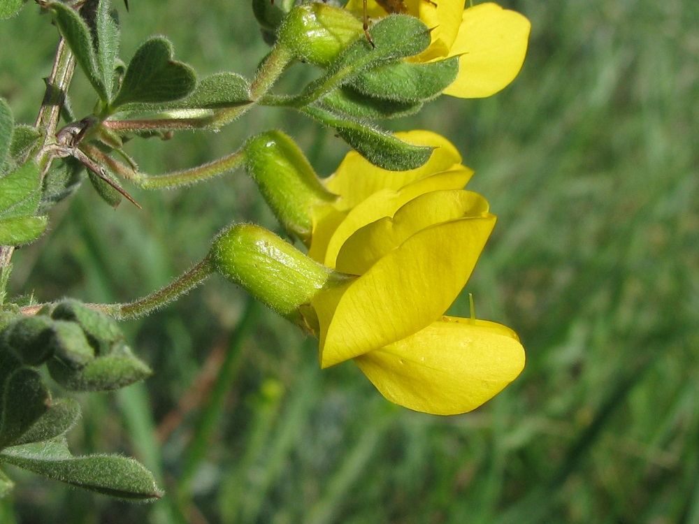 Image of Caragana frutex specimen.