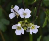 Cardamine graeca